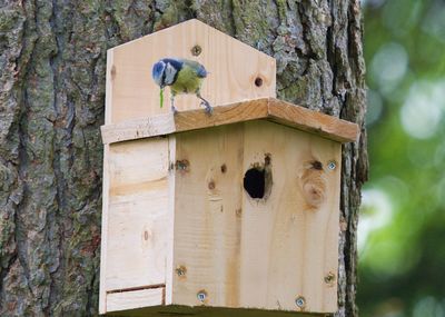 Close-up of birdhouse hanging on wood