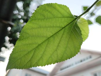 Close-up of green leaves