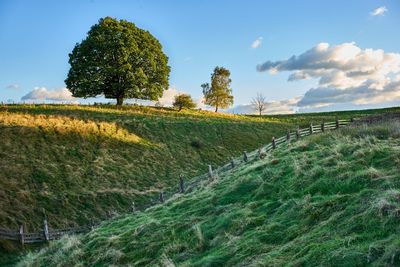 Trees on grassy field against sky