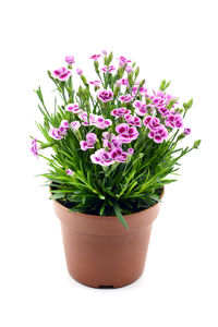 Close-up of potted plant against white background