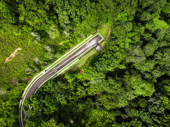 High angle view of road amidst trees in forest