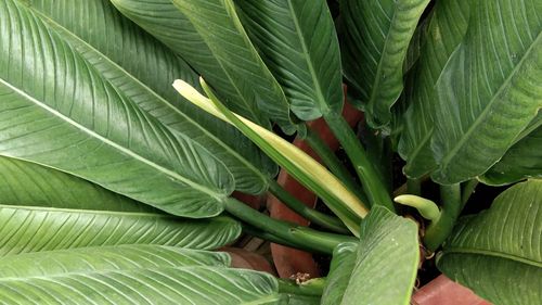 Close-up of fresh green leaves