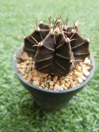 Close-up of insect on plant