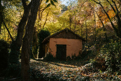 House amidst trees and plants in forest
