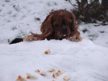 Dog standing on snow covered field