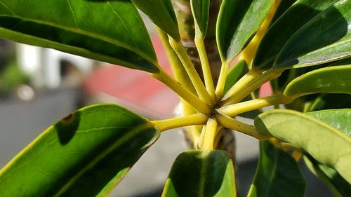 Close-up of plant