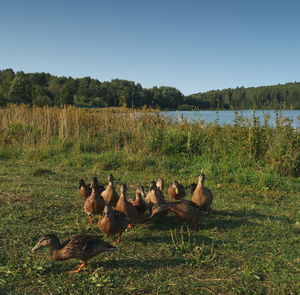 Flock of birds on field by lake against clear sky