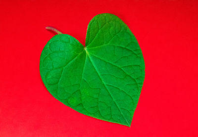 Close-up of green leaves on red background