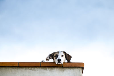 Low angle view of dog against sky