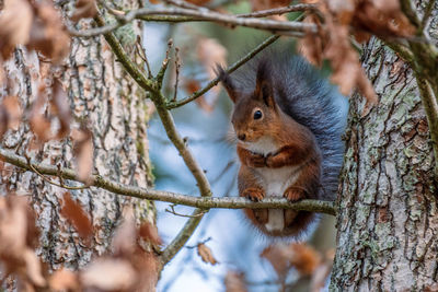 Close-up of a fluffy squirrel sitting in an oak tree. the picture is taken in sweden during spring.