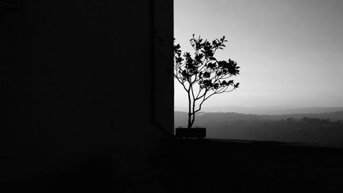 View of tree trunks