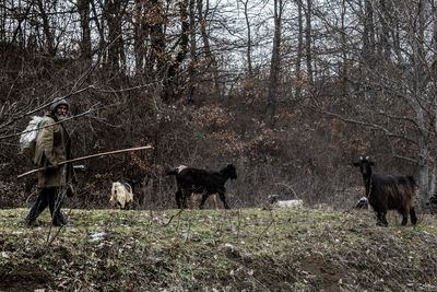 Side view of man with goats grazing in forest