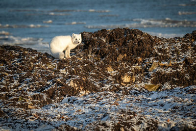 Arctic fox stands on rocks beside bay