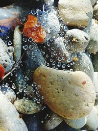 High angle view of pebbles in water