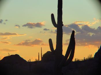 Silhouette cactus on field against sky during sunset