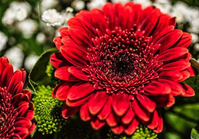Close-up of red flowers blooming outdoors
