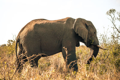 Side view of elephant on field against sky