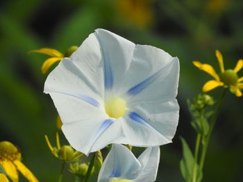 Close-up of white flowering plant