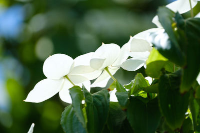 Close-up of white flowering plant