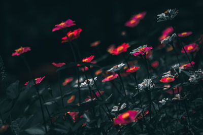 Full frame shot of red flowering plants