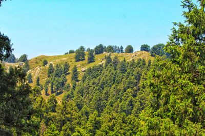 Scenic view of forest against clear sky