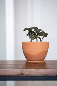 potted plant