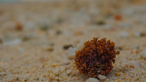 Close-up of dried plant on sand