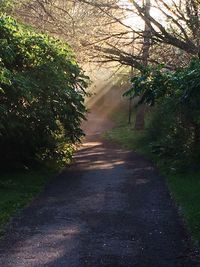 Trees on landscape