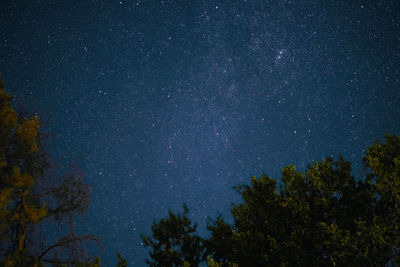 Low angle view of trees against star field at night