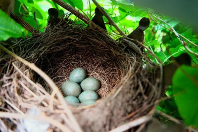 High angle view of bird in nest