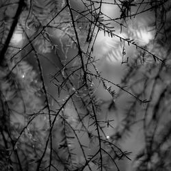 Low angle view of bare tree against sky