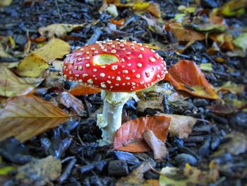 Close-up of fly agaric mushroom on field