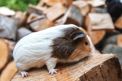 A beautiful, small white-red guinea pig sits on a sunny day on a stump. daylight. close-up