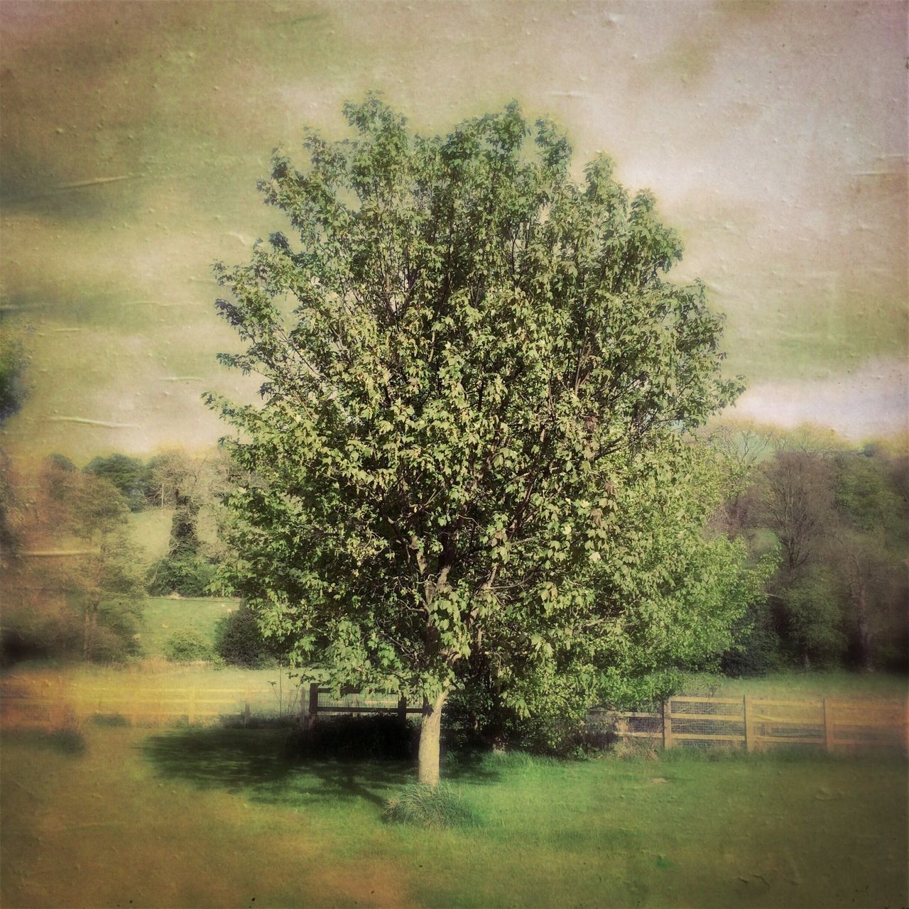 tree, growth, tranquility, nature, sky, tranquil scene, beauty in nature, water, branch, cloud - sky, plant, scenics, green color, weather, cloudy, lake, day, outdoors, growing, no people