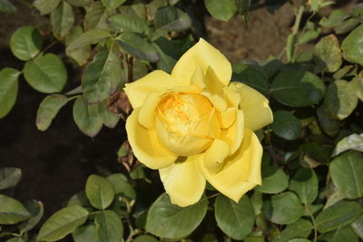 Close-up of yellow rose