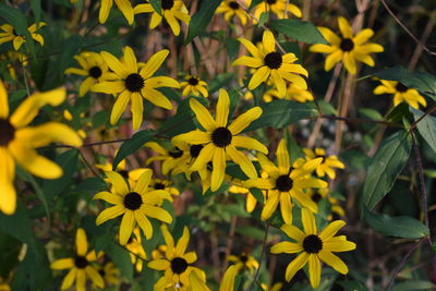 Close-up of yellow flowers blooming outdoors