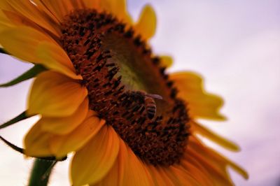 Close-up of yellow flower