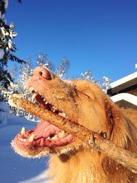 Close-up of dog biting stick during winter