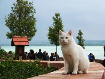 View of a cat sitting against the sky