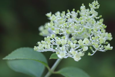 Close-up of white flowering plant