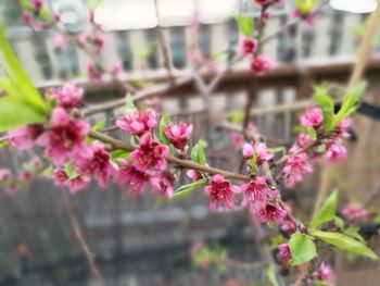 Close-up of pink flowers blooming outdoors