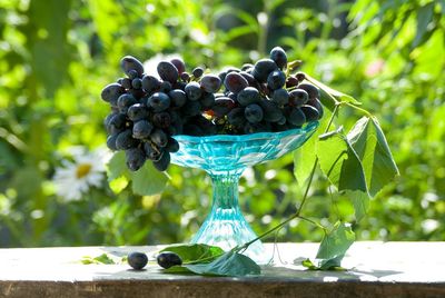 Close-up of grapes growing on plant