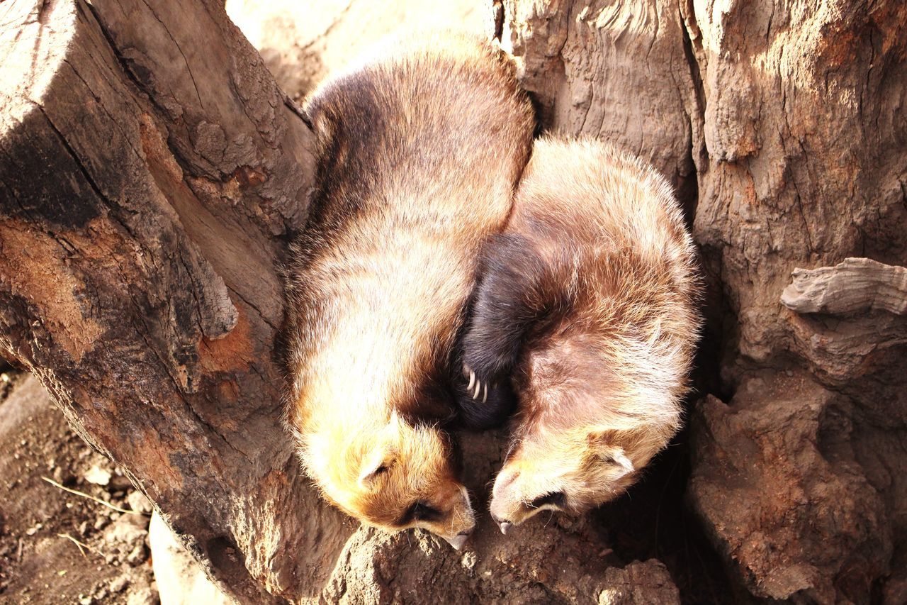 CLOSE-UP OF ANIMAL RELAXING ON ROCK