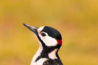 Close-up side view of bird looking away outdoors