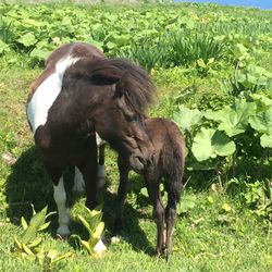 Horses standing on field