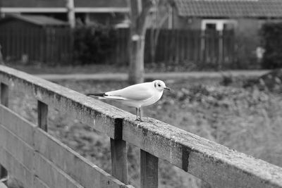 Seagull perching on retaining wall