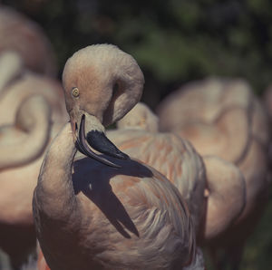 Close-up of bird