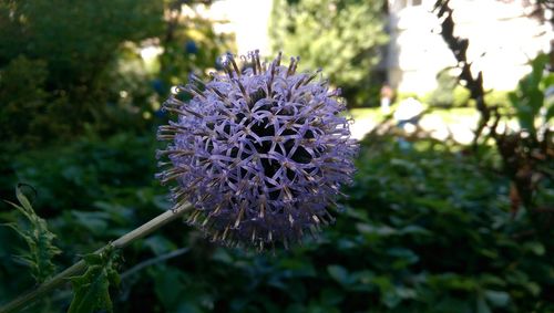 Close-up of flower blooming outdoors