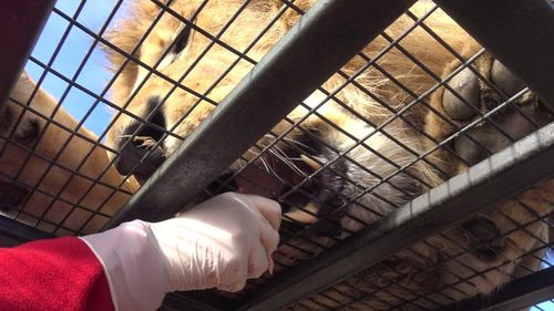 Feeding a tiger at a safari park in chile