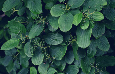 Full frame shot of wet leaves